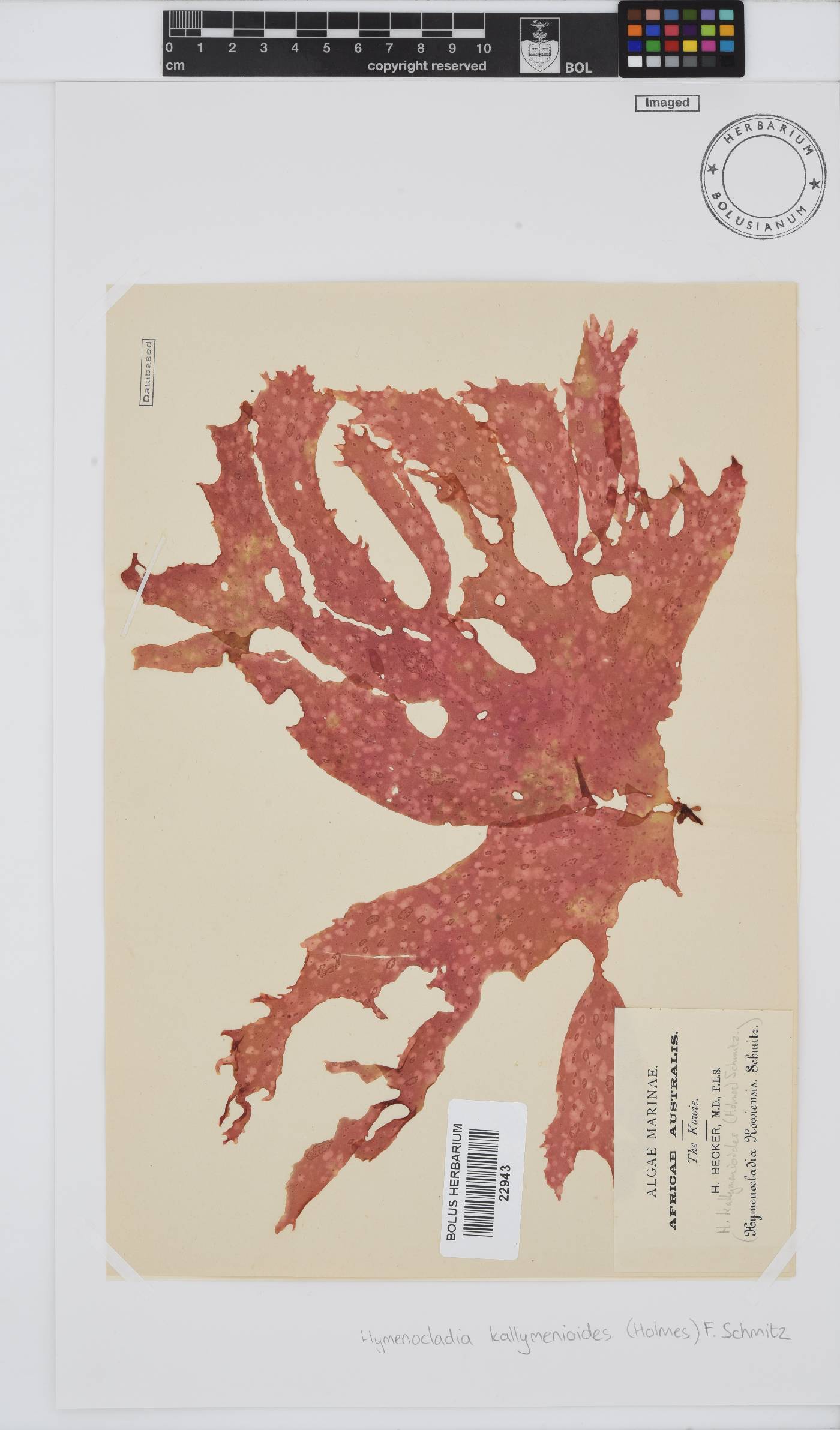 Hymenocladia kallymenioides image