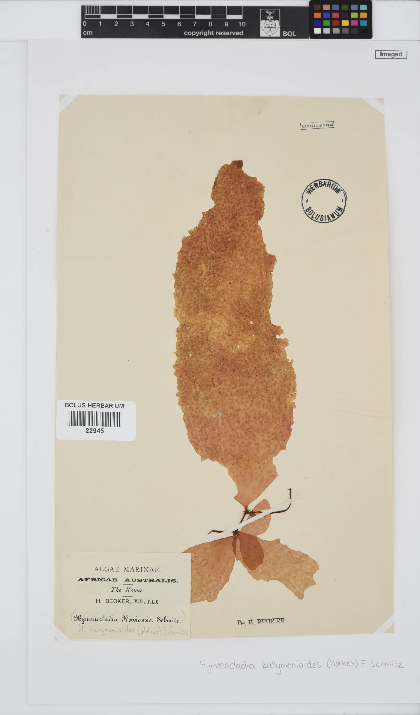 Hymenocladia kallymenioides image
