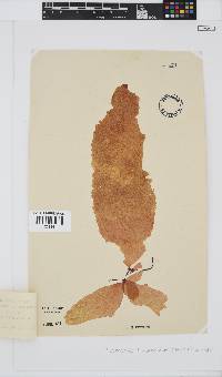 Hymenocladia kallymenioides image