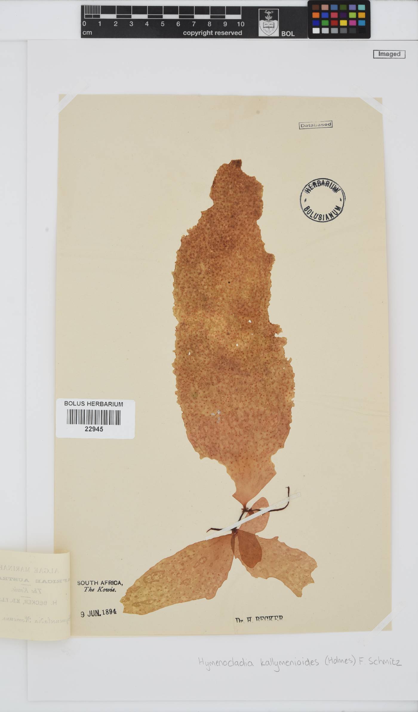 Hymenocladia kallymenioides image