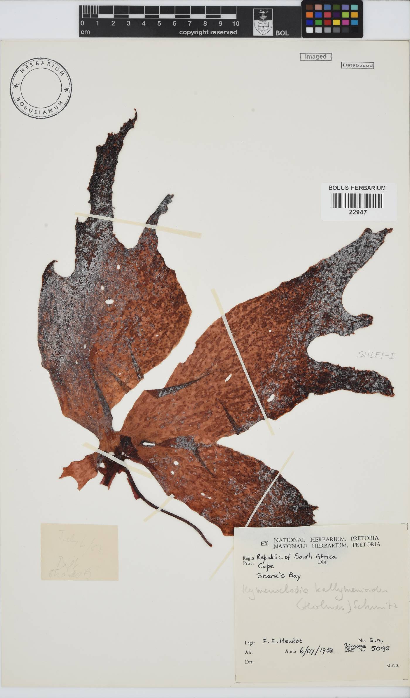 Hymenocladia kallymenioides image
