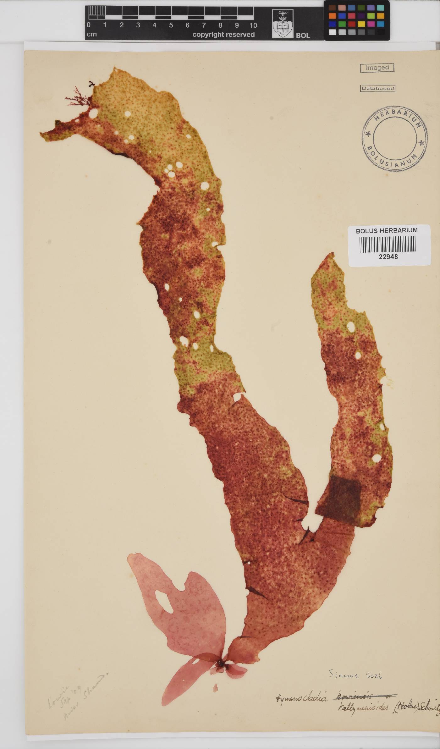 Hymenocladiaceae image