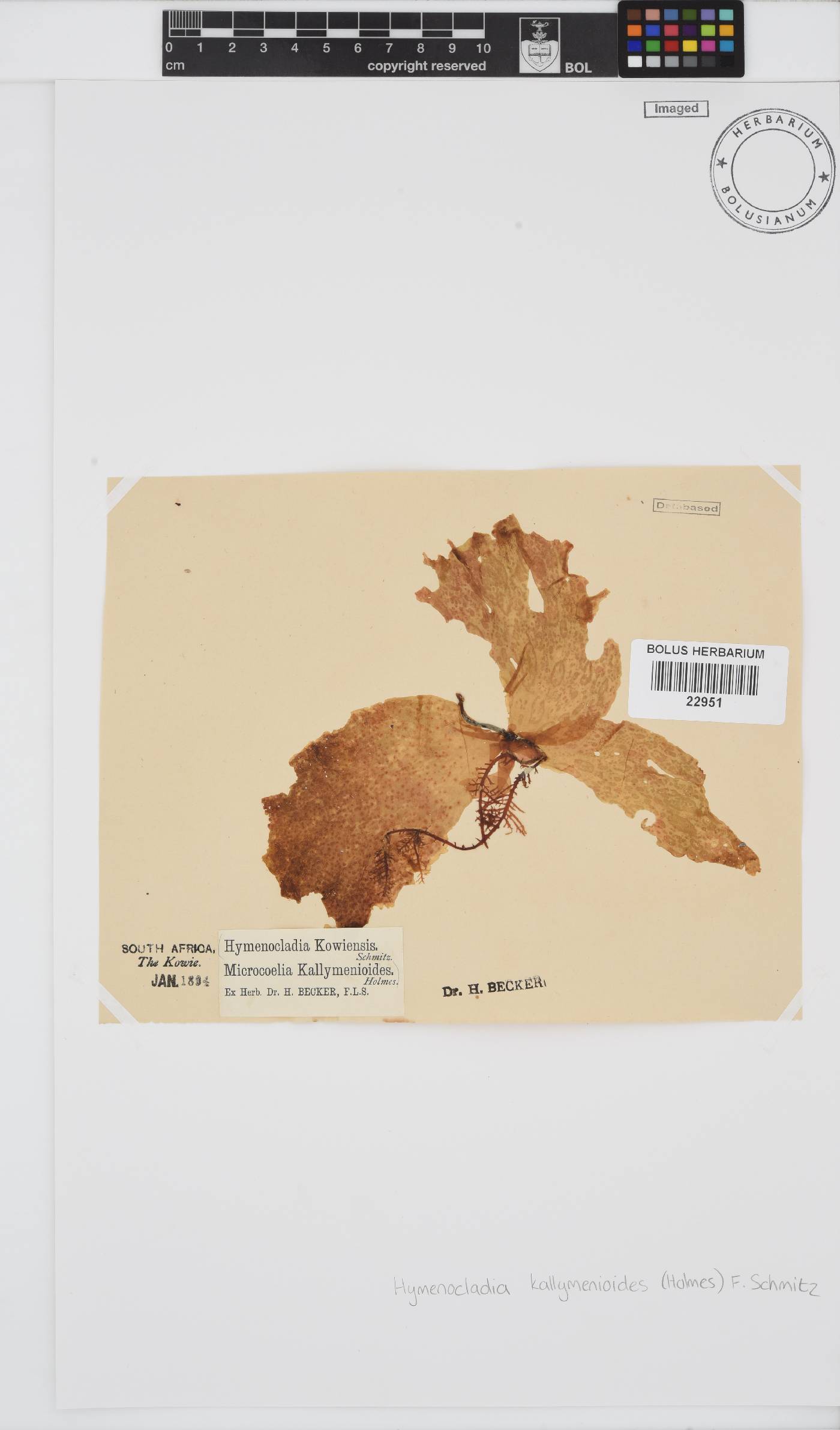 Hymenocladia kallymenioides image