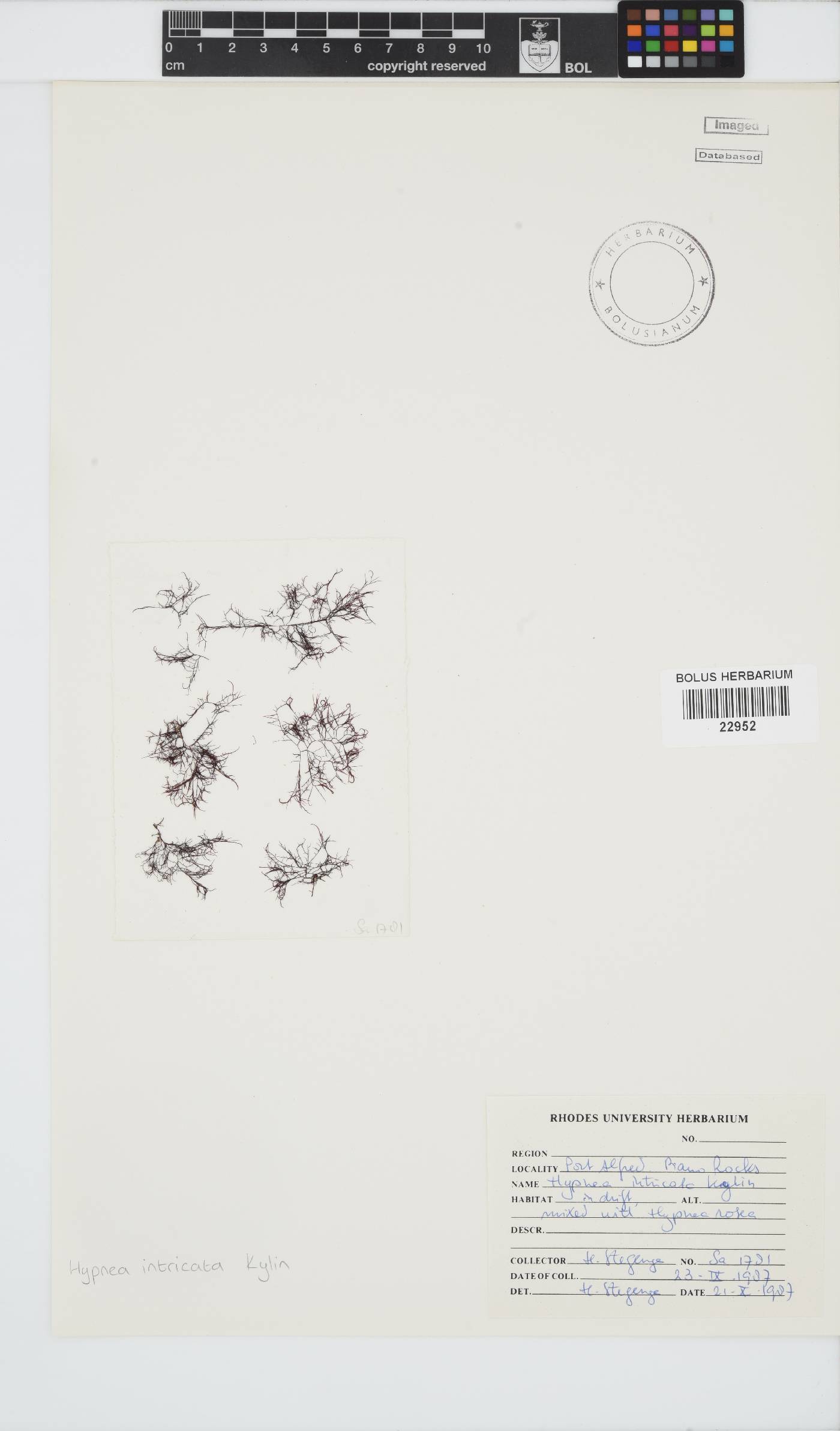 Hypnea intricata image