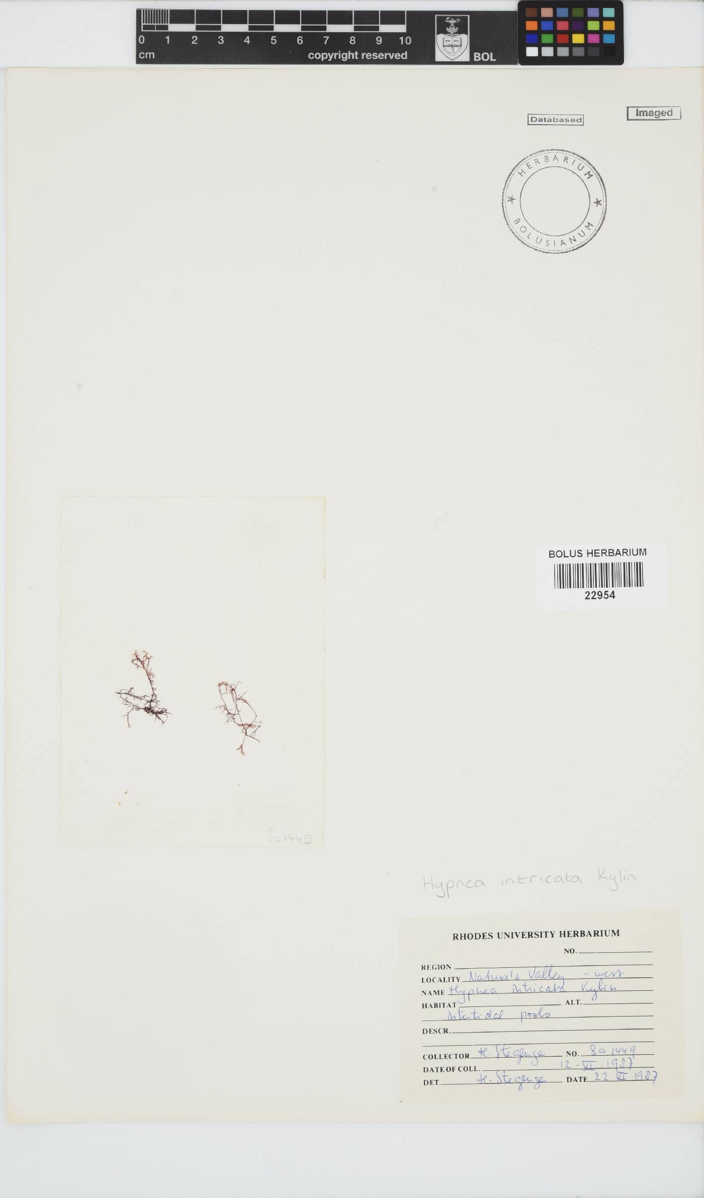 Hypnea intricata image
