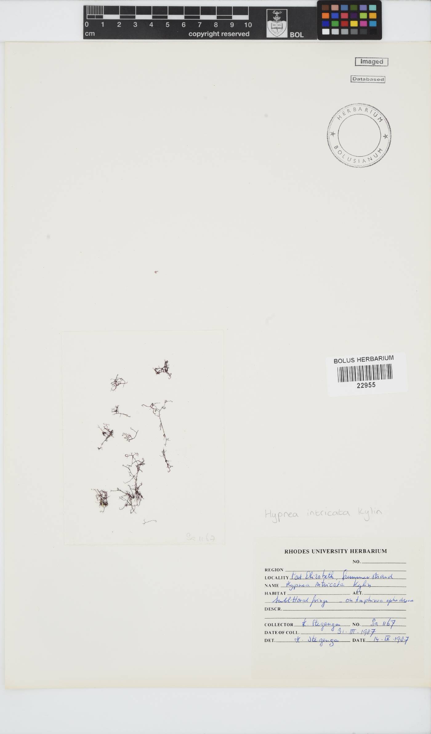 Hypnea intricata image