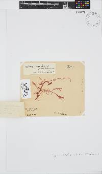 Hypnea musciformis image