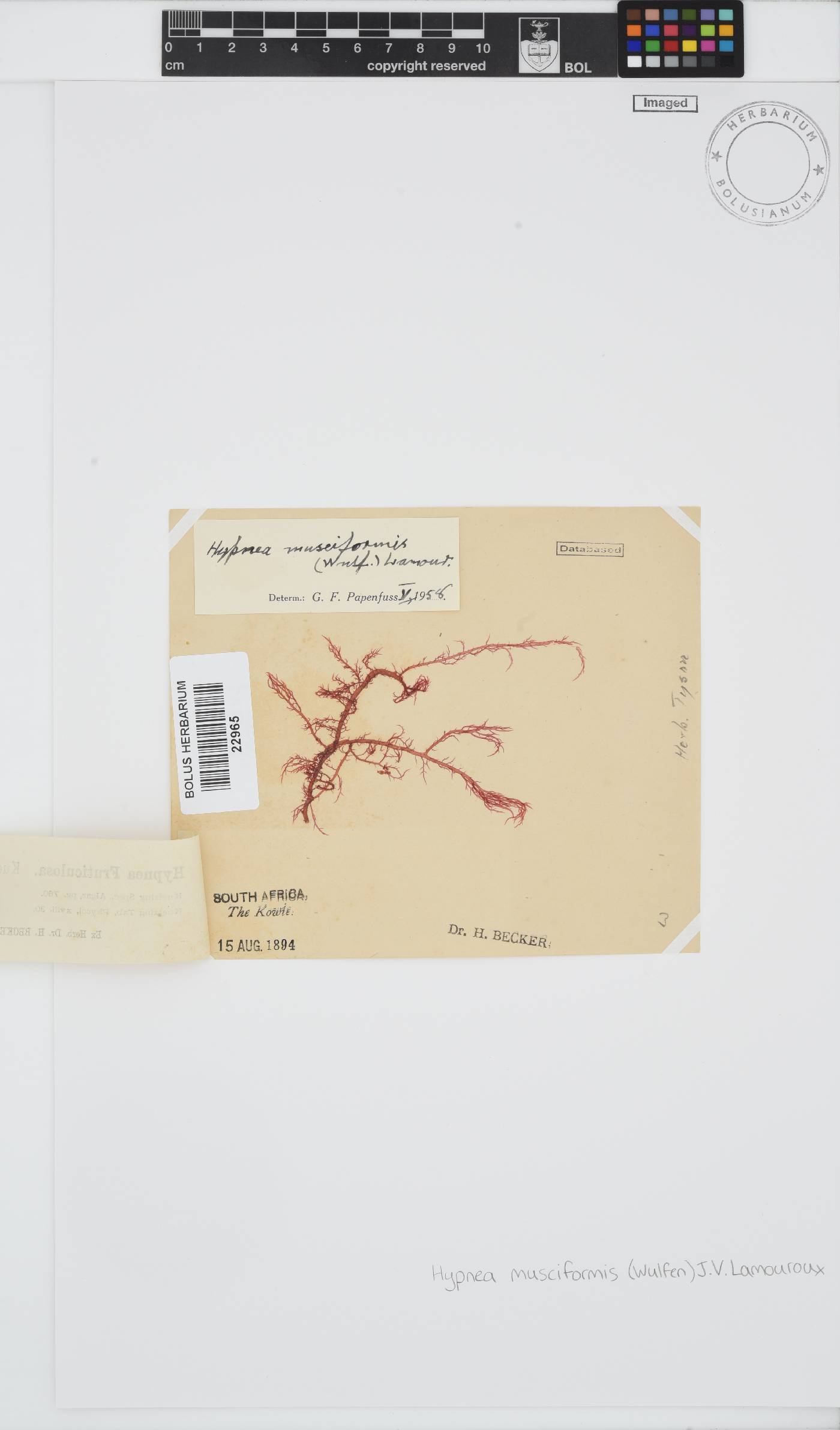 Hypnea musciformis image