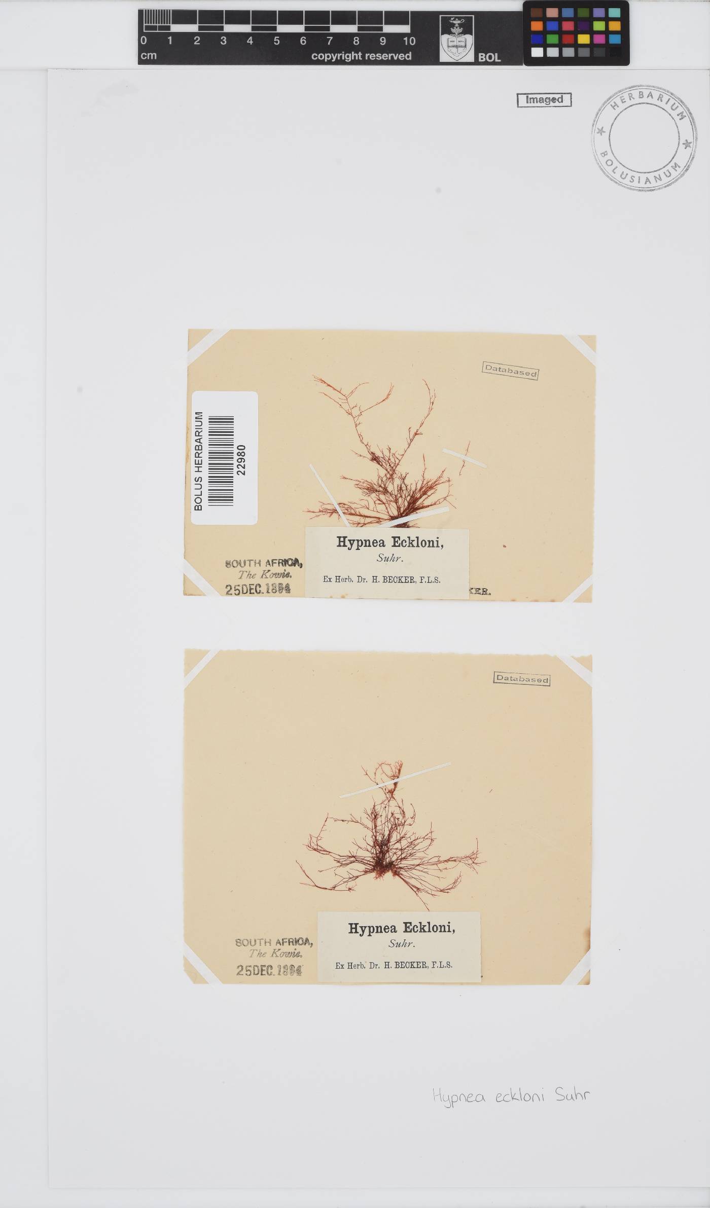 Cystocloniaceae image