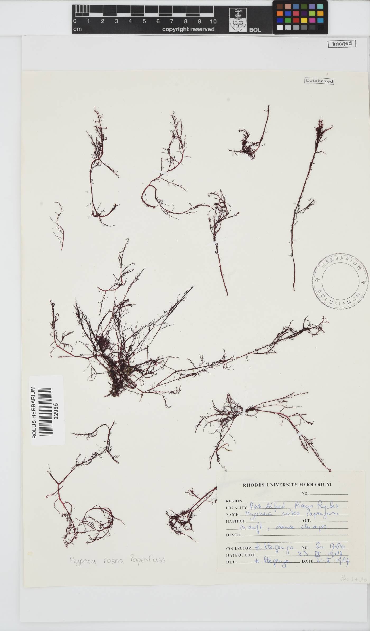 Hypnea rosea image