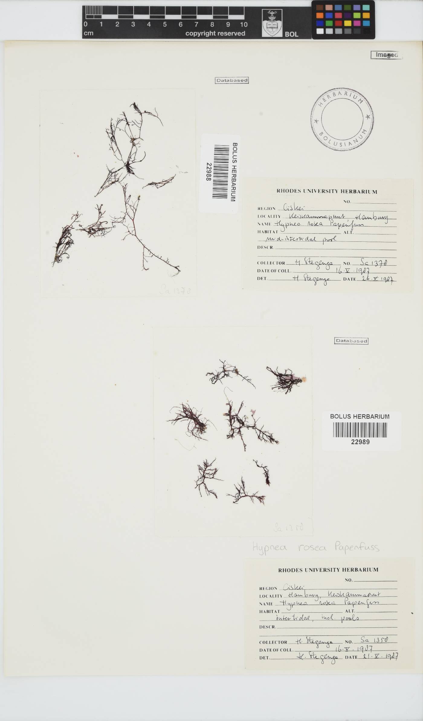 Hypnea rosea image