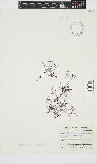 Hypnea rosea image
