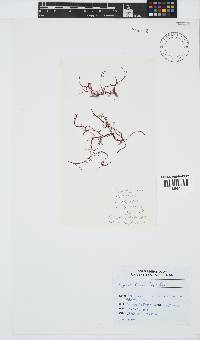 Hypnea rosea image