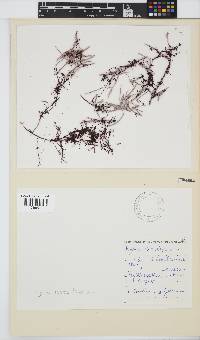 Hypnea rosea image