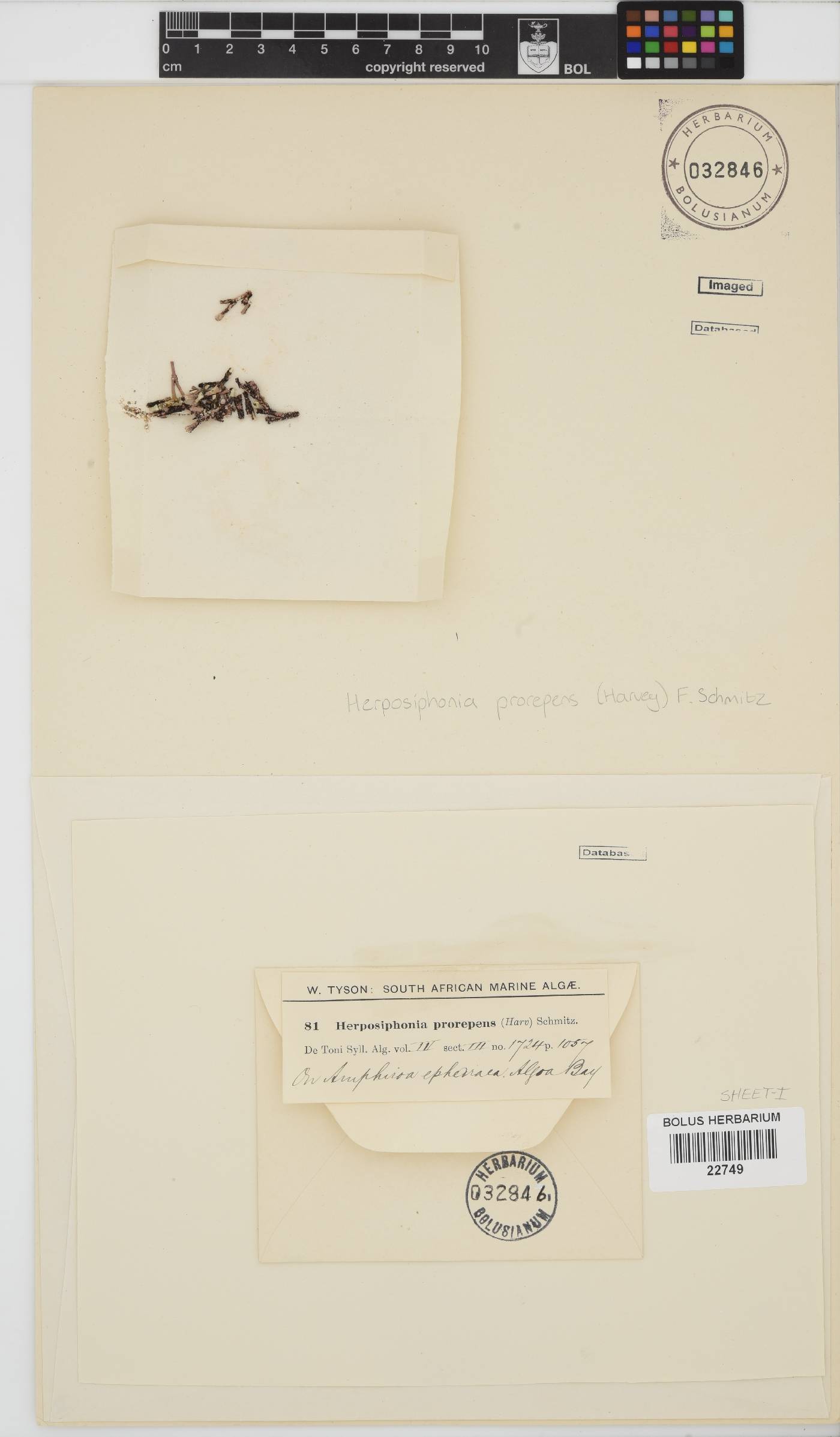 Herposiphonia prorepens image