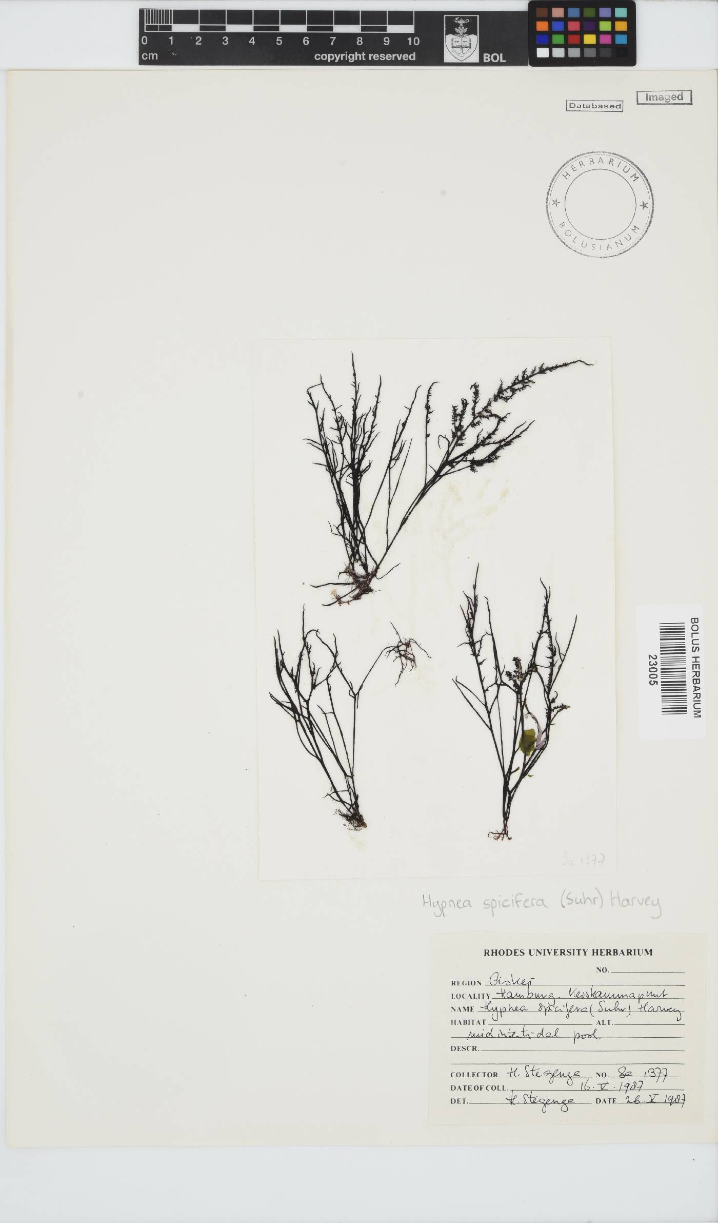 Hypnea spicifera image