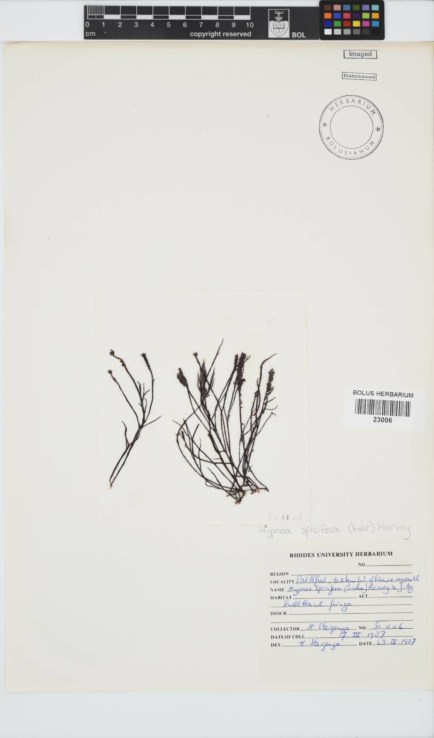 Hypnea spicifera image