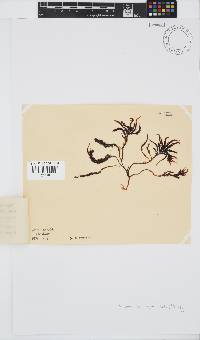 Hypnea spicifera image