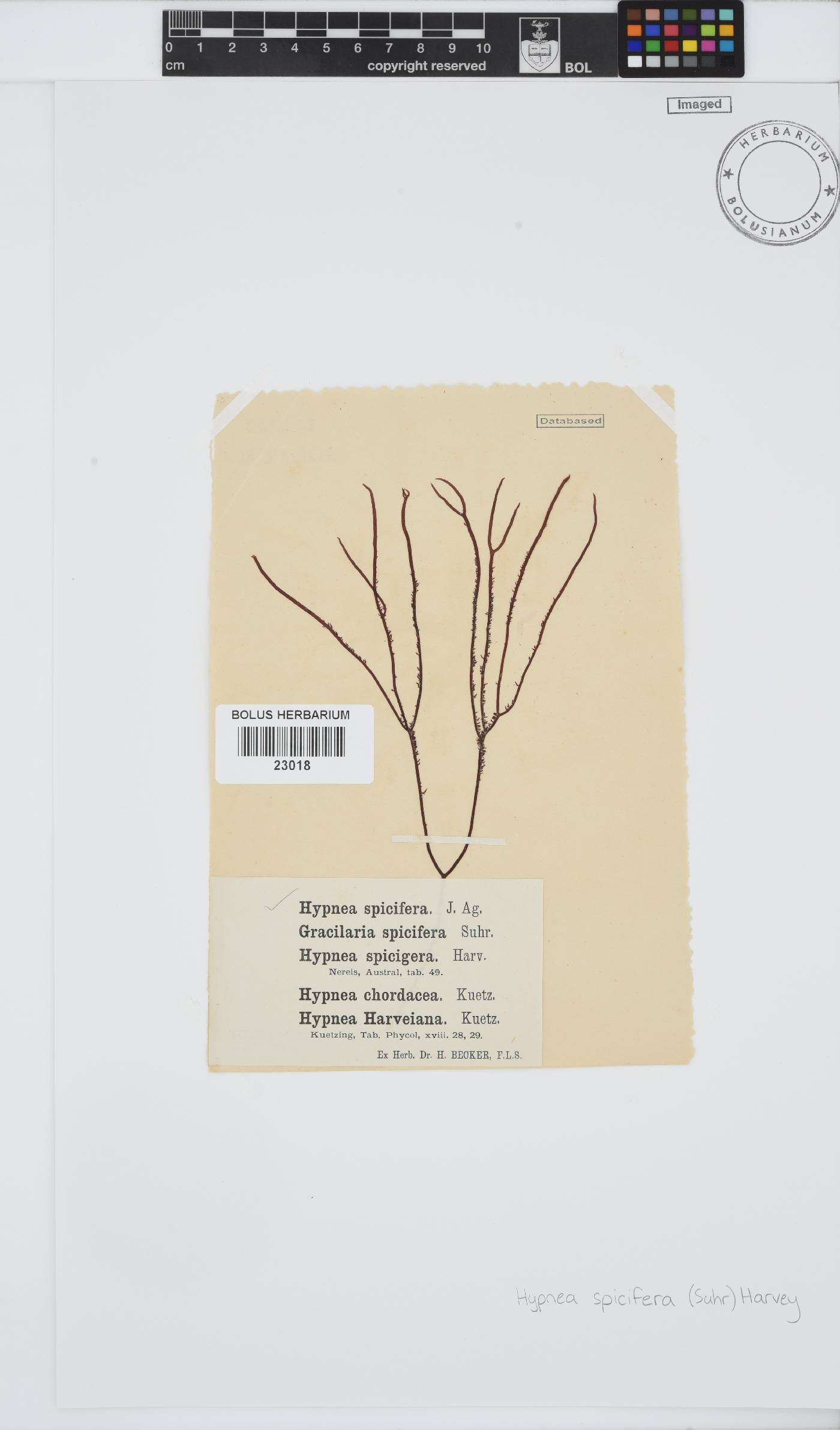 Hypnea spicifera image