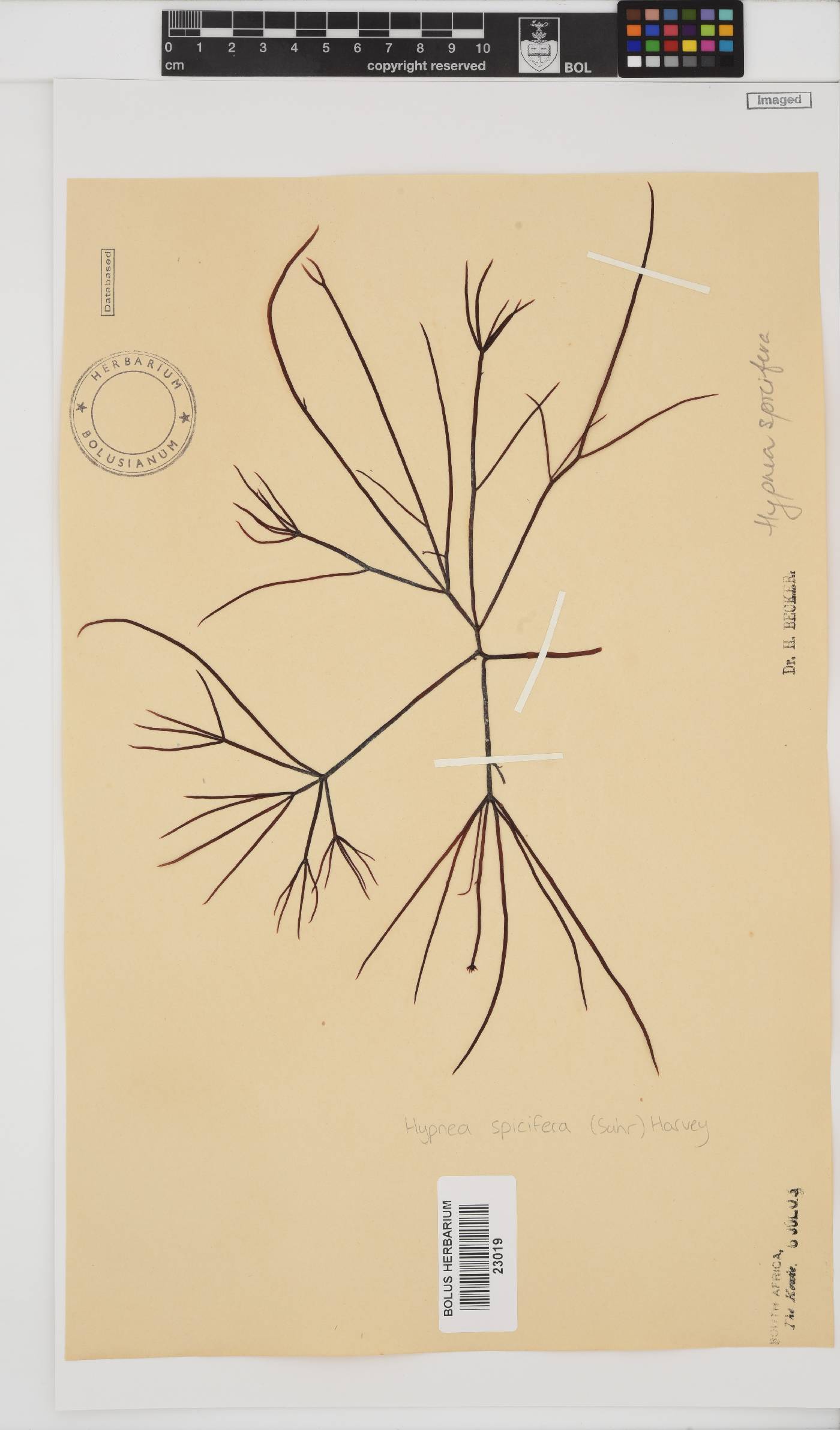 Hypnea spicifera image