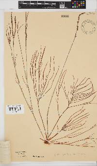 Hypnea spicifera image