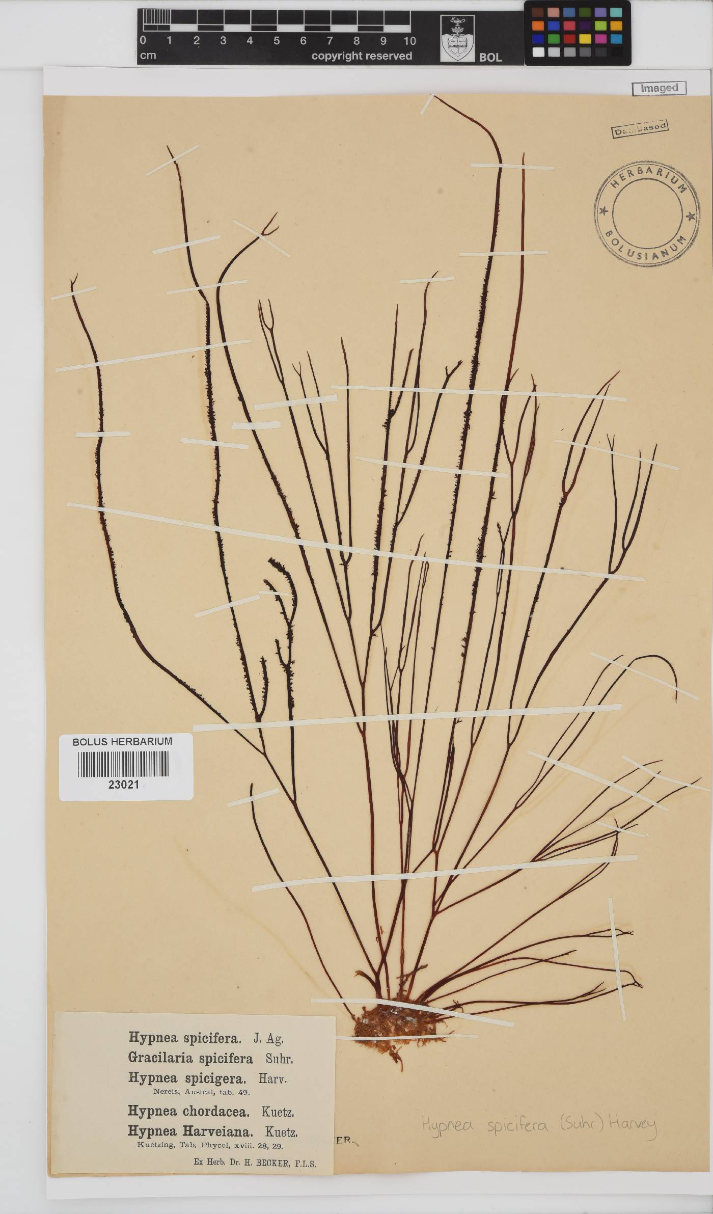 Hypnea spicifera image