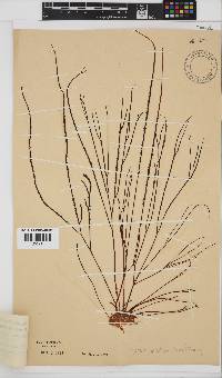 Hypnea spicifera image