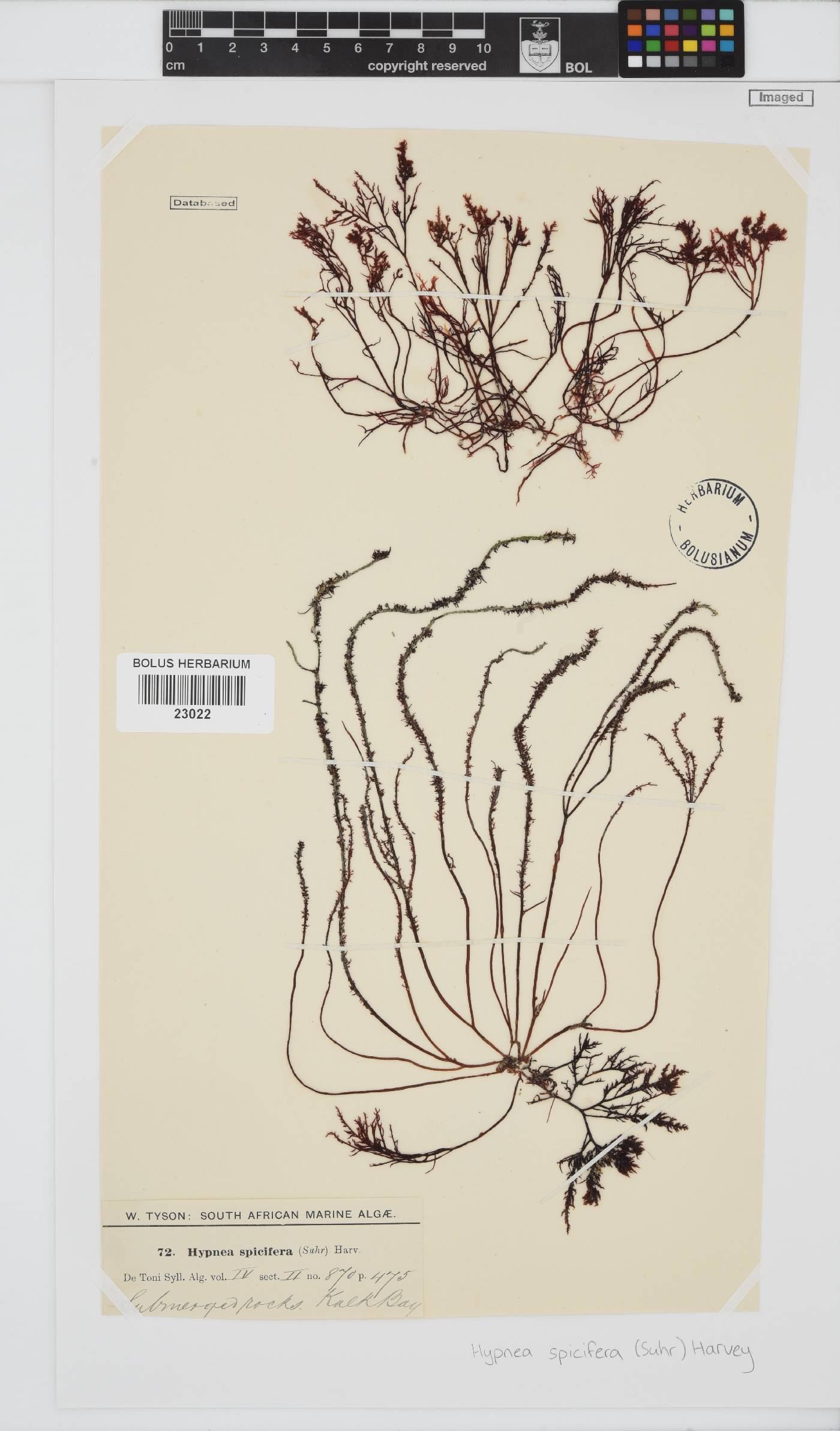 Hypnea spicifera image
