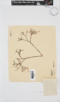 Hypnea spicifera image