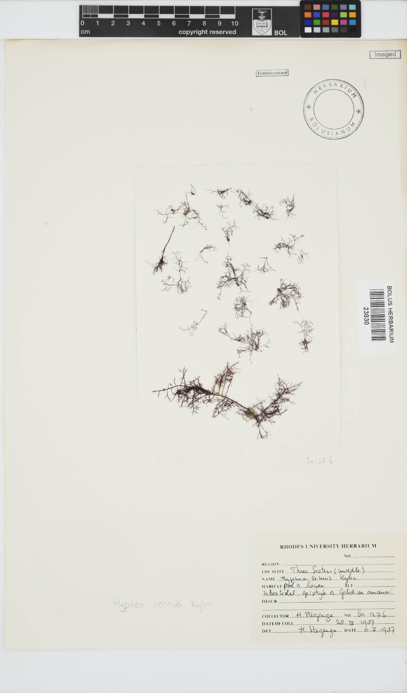 Hypnea image