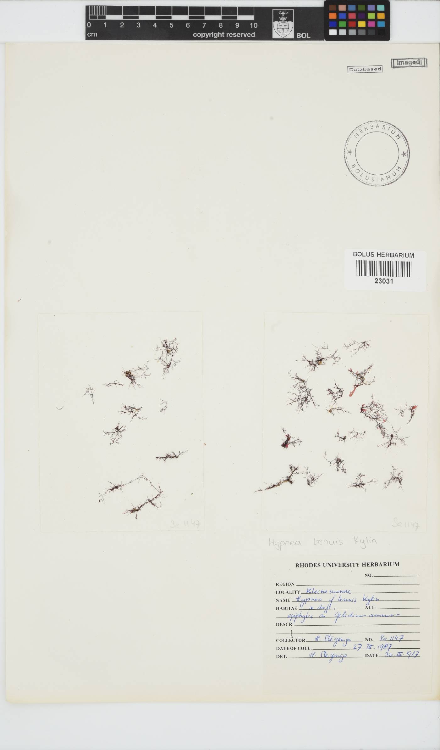 Hypnea tenuis image