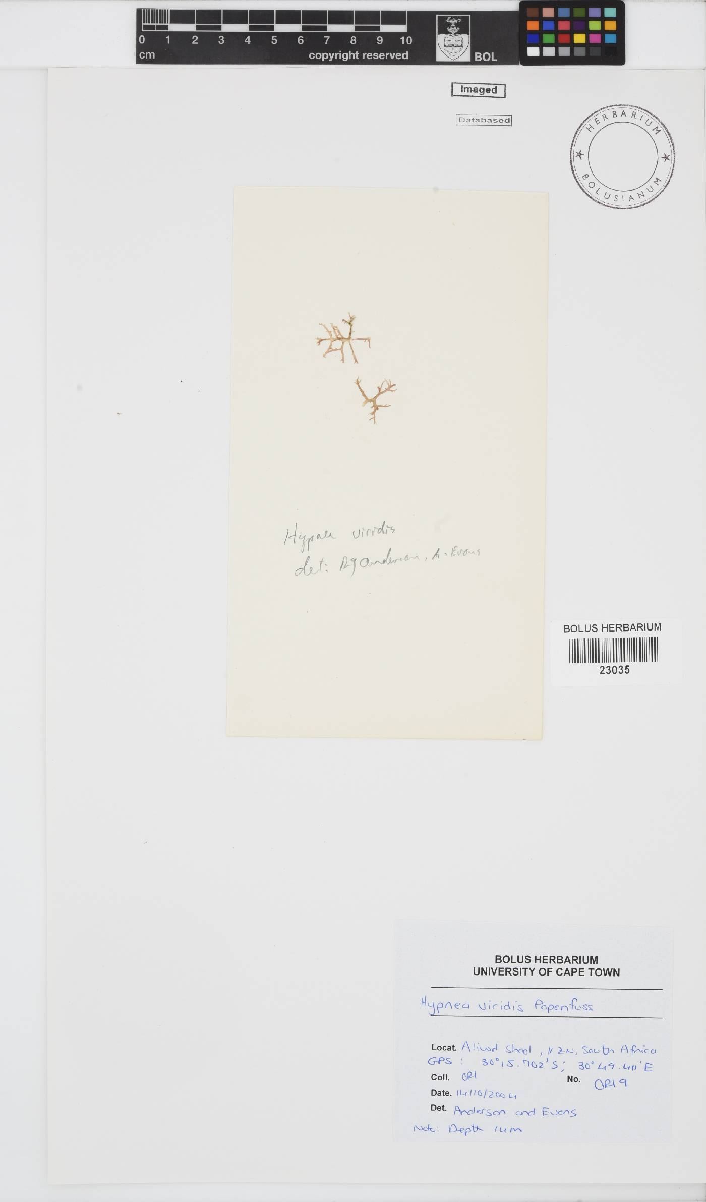 Hypnea viridis image