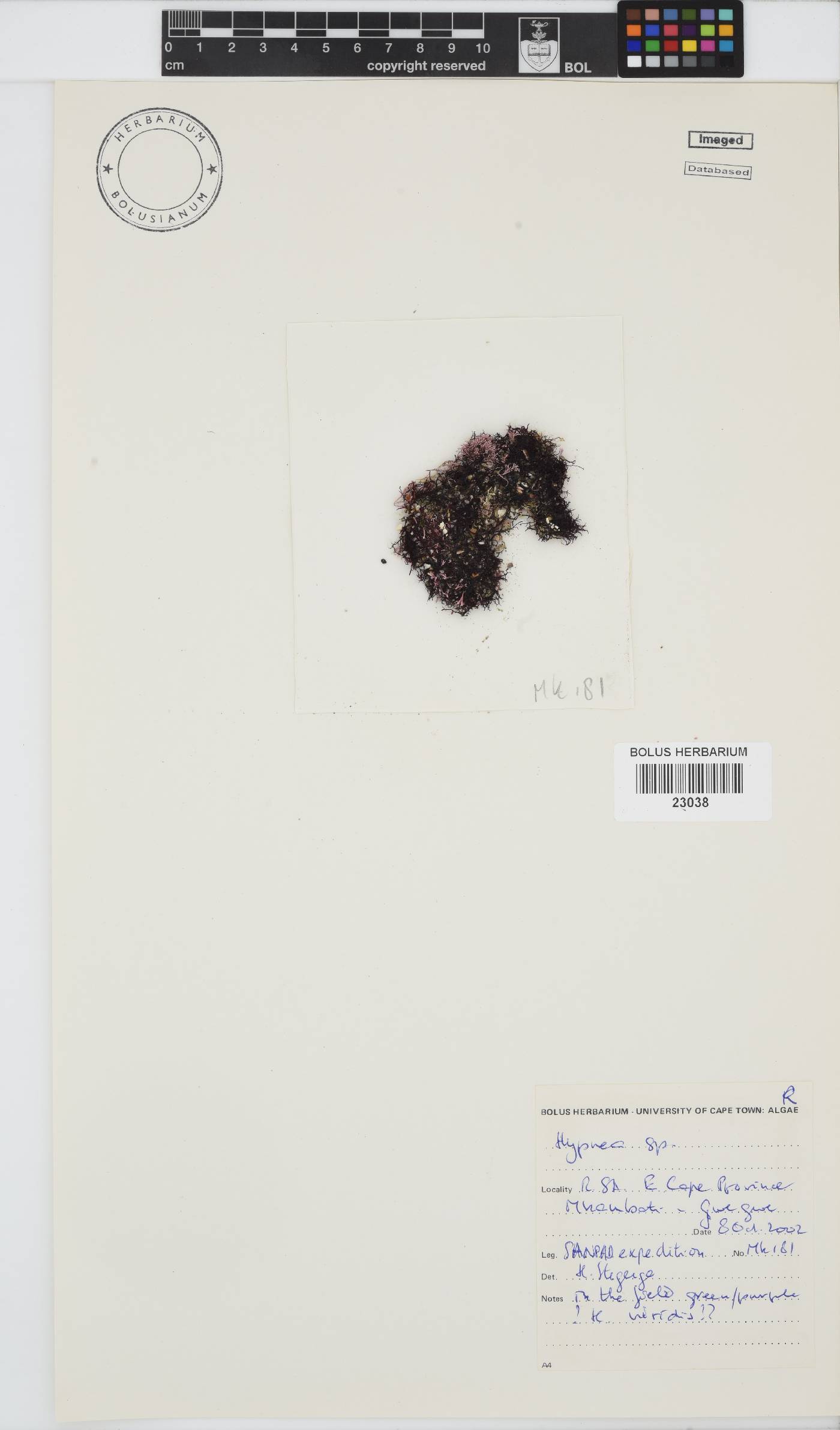 Hypnea viridis image