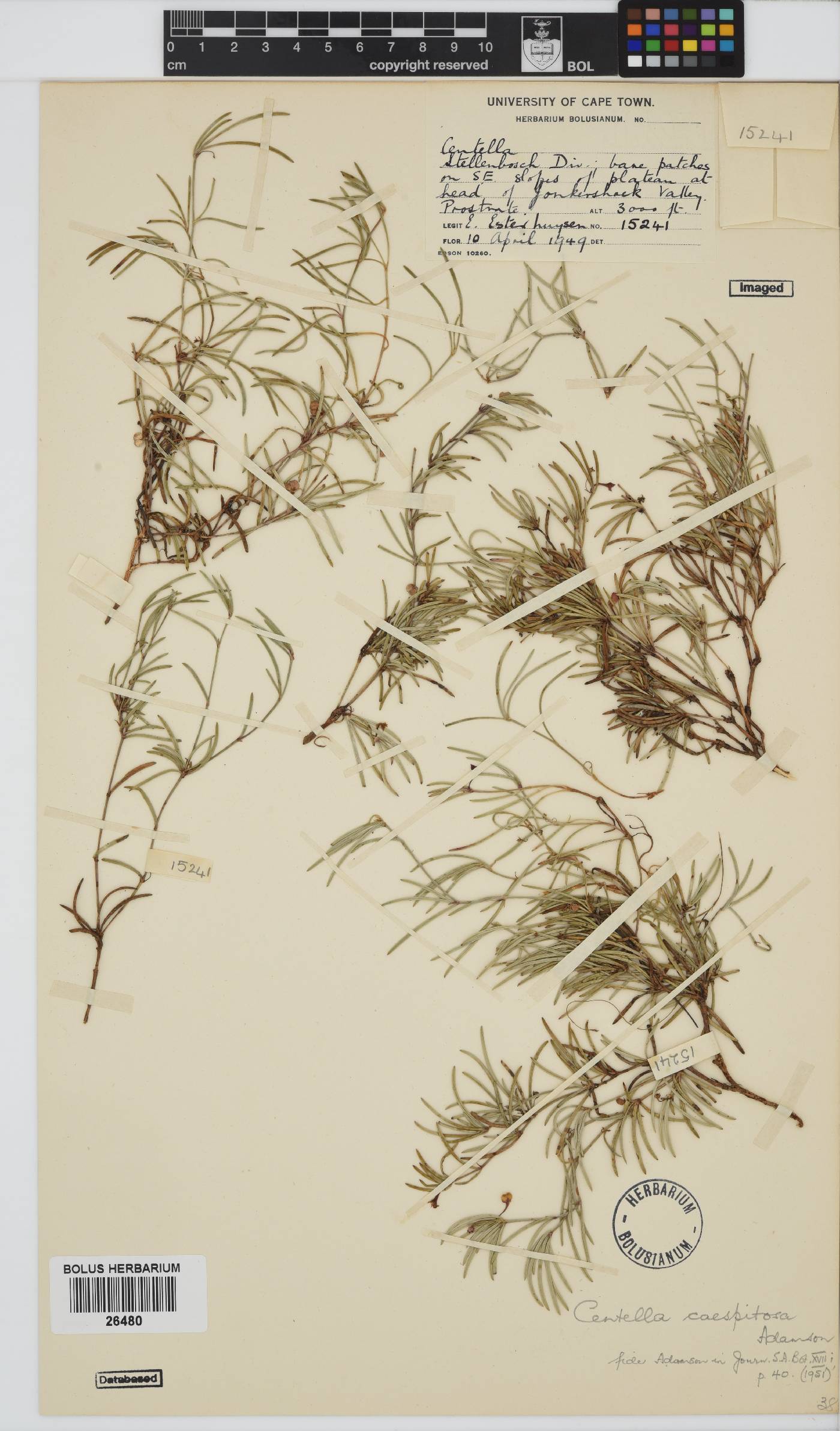 Centella caespitosa image