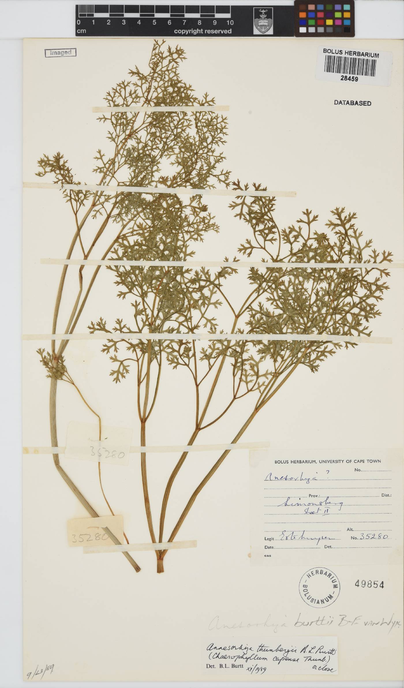 Annesorhiza burttii image