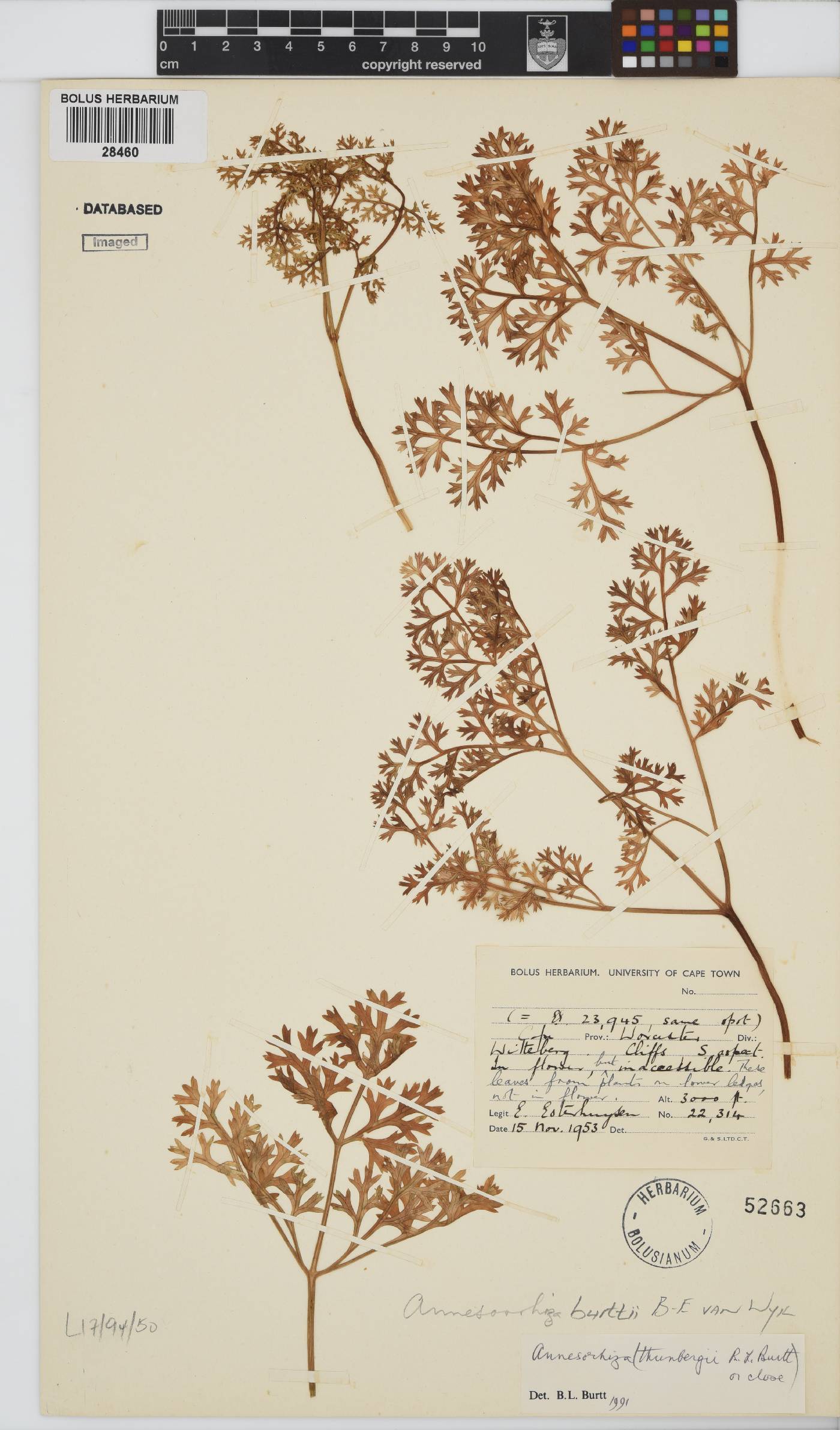 Annesorhiza burttii image