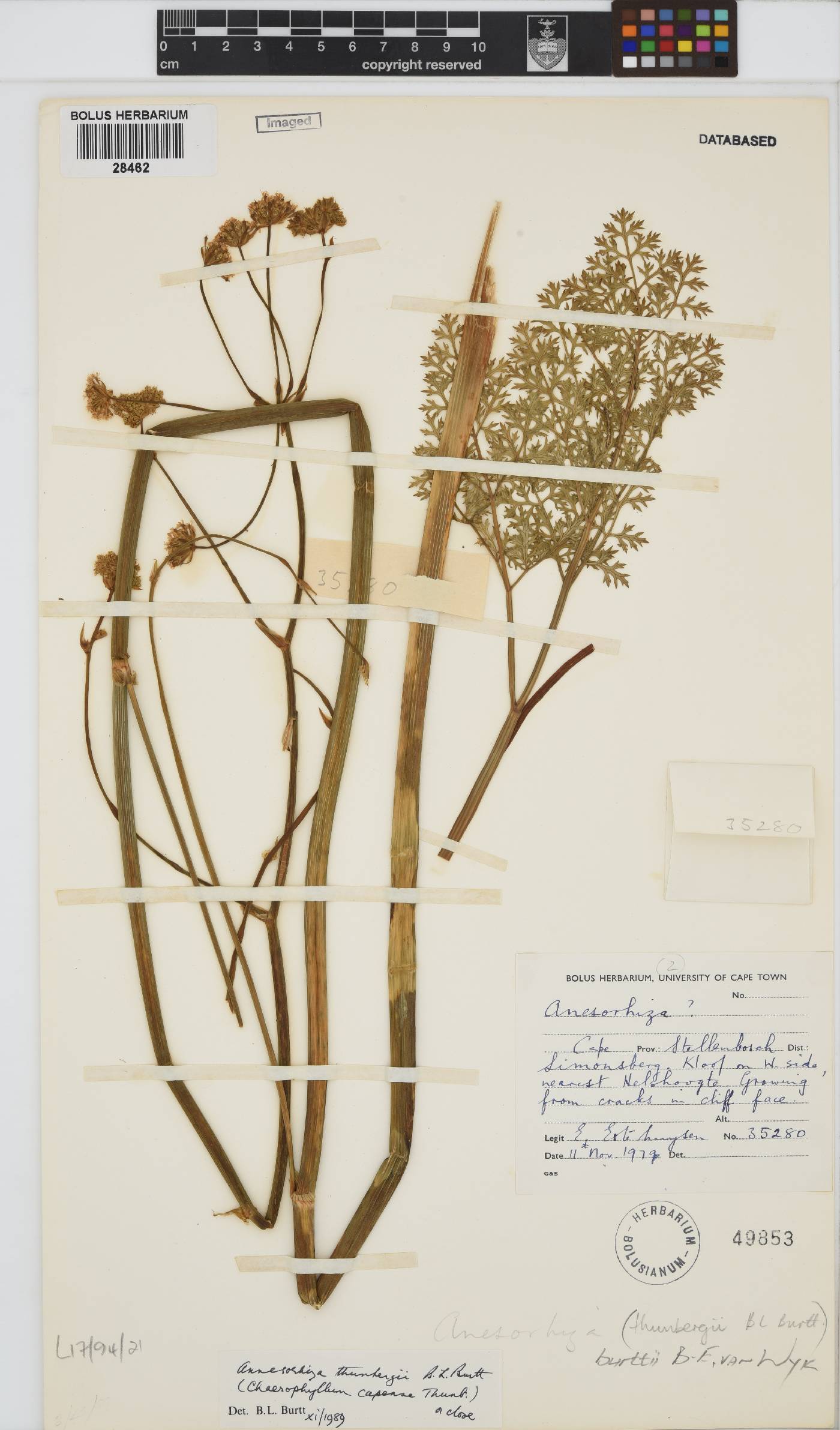 Annesorhiza burttii image