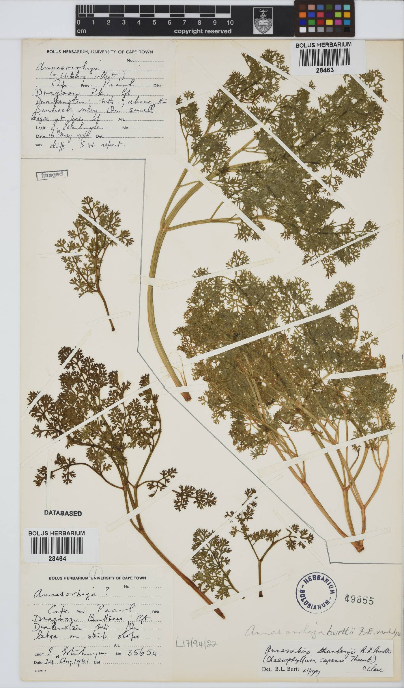 Annesorhiza burttii image