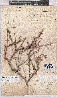 Hermannia stricta image