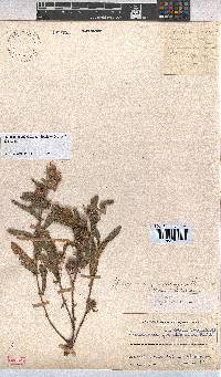 Hermannia grandistipula image