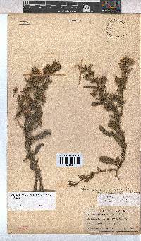 Hermannia grandistipula image