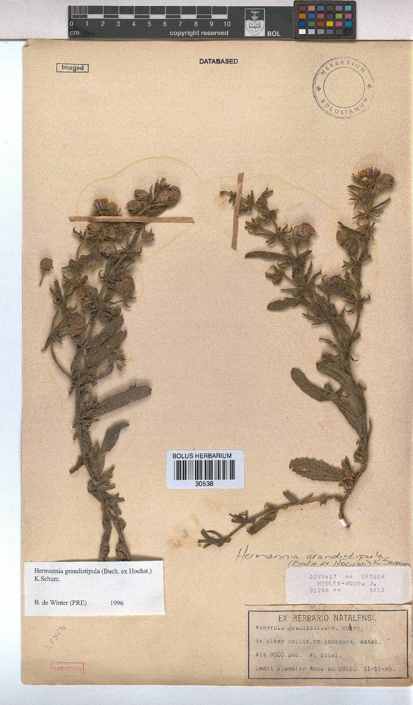 Hermannia grandistipula image