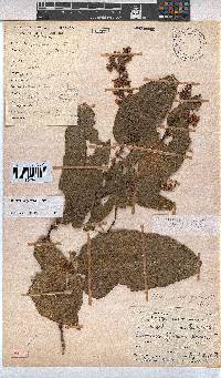 Hermannia gerrardii image