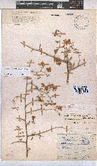 Hermannia burchellii image