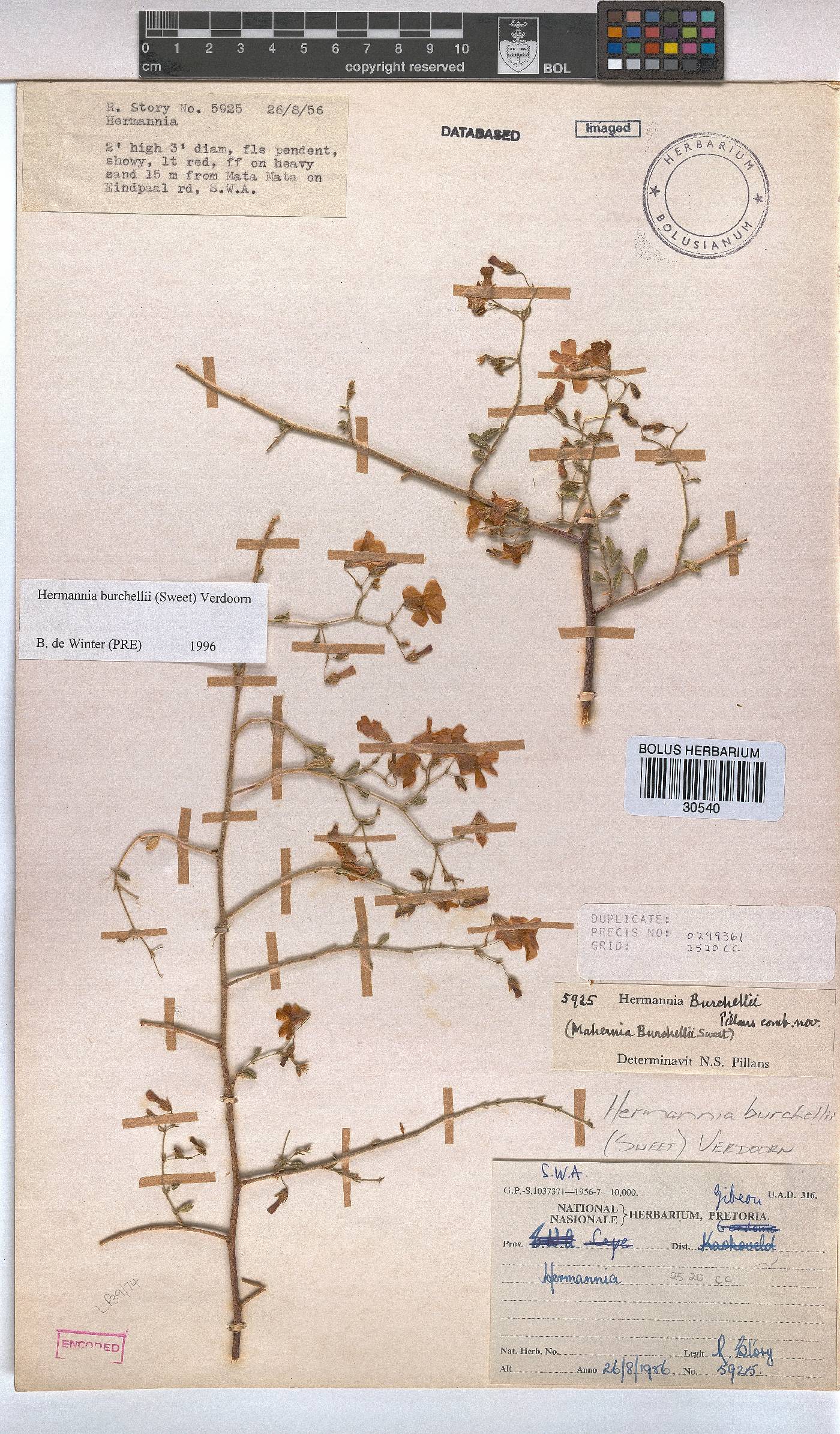 Hermannia burchellii image