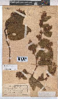 Hermannia gerrardii image