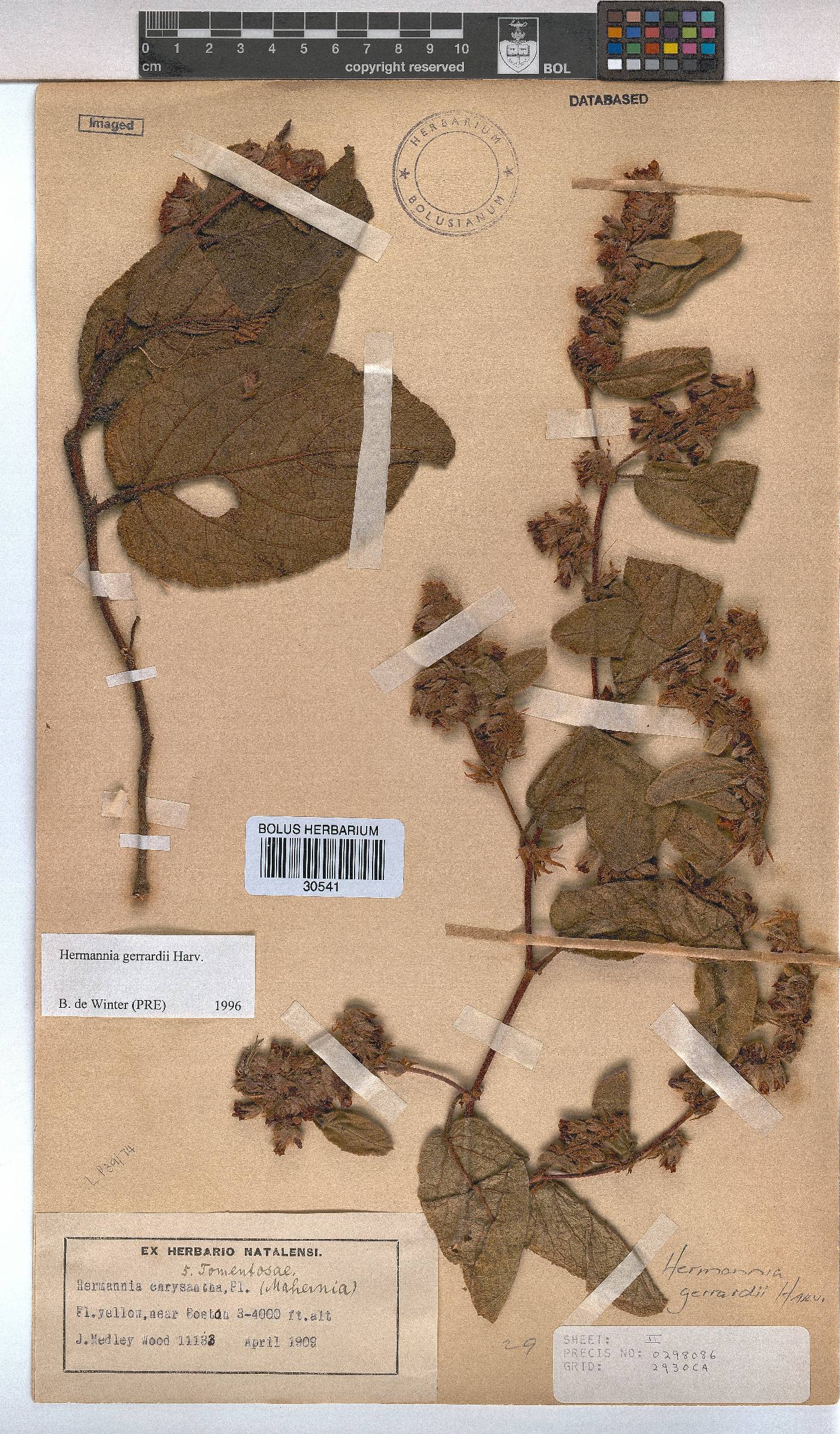 Hermannia gerrardii image