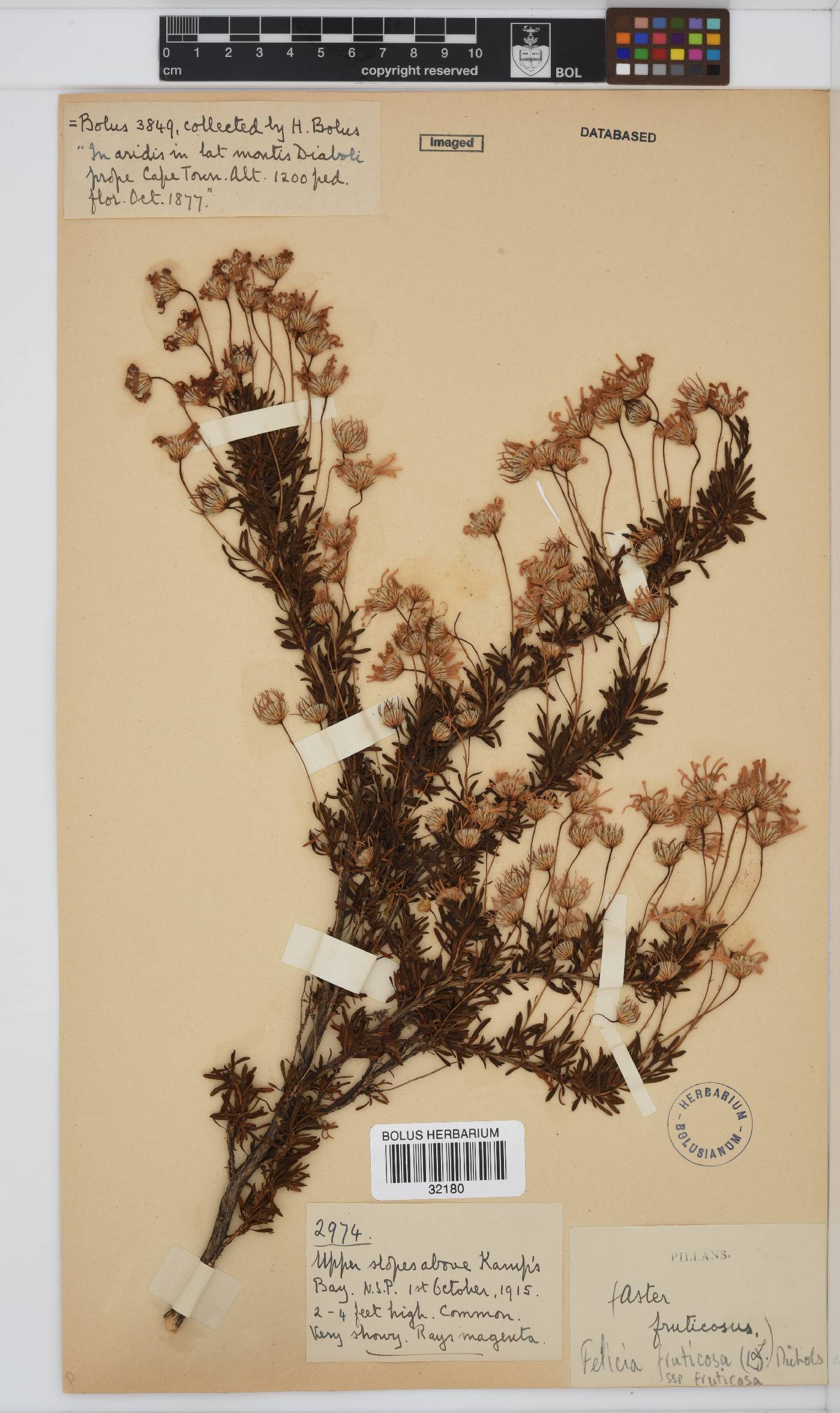 Felicia fruticosa subsp. fruticosa image