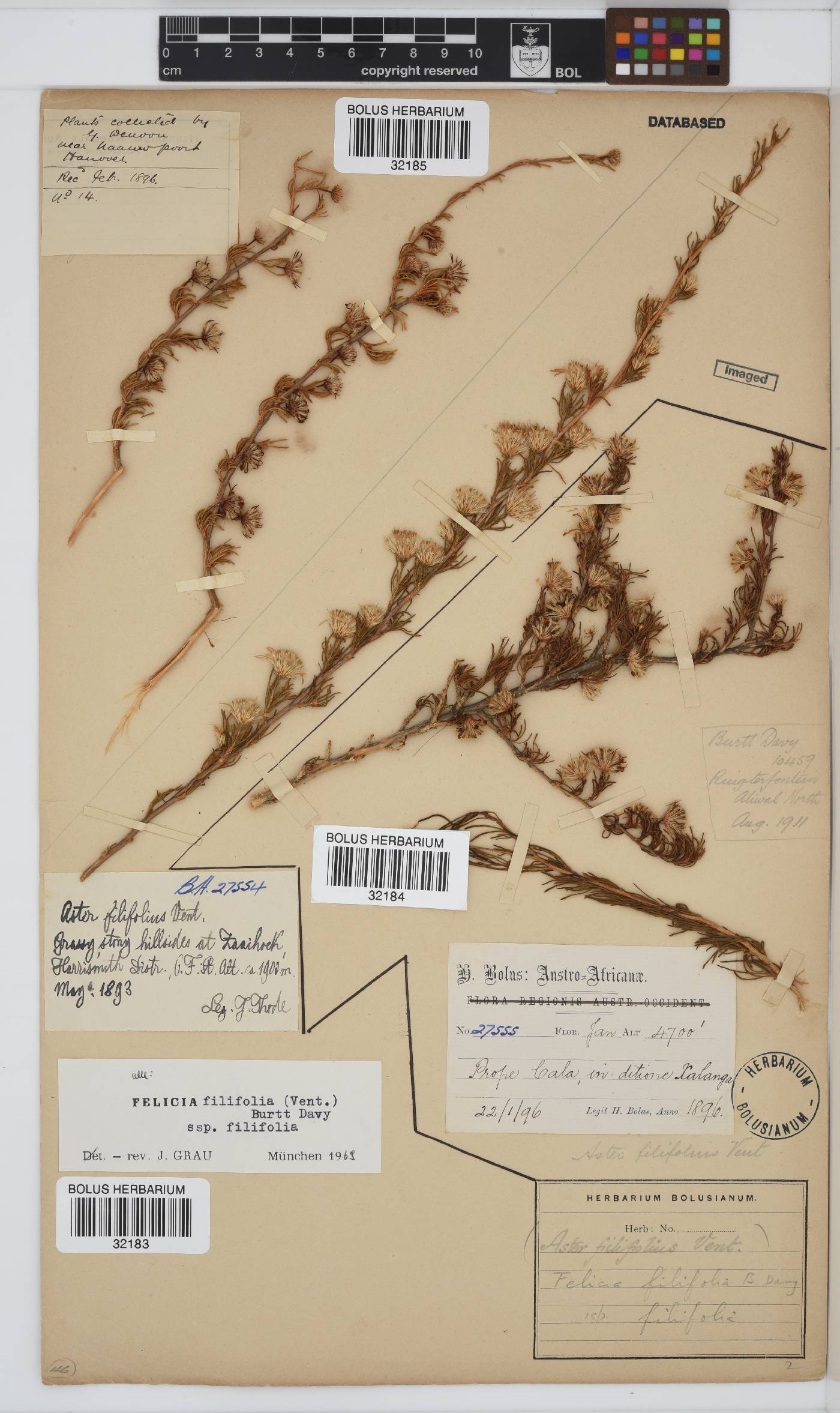 Felicia filifolia image