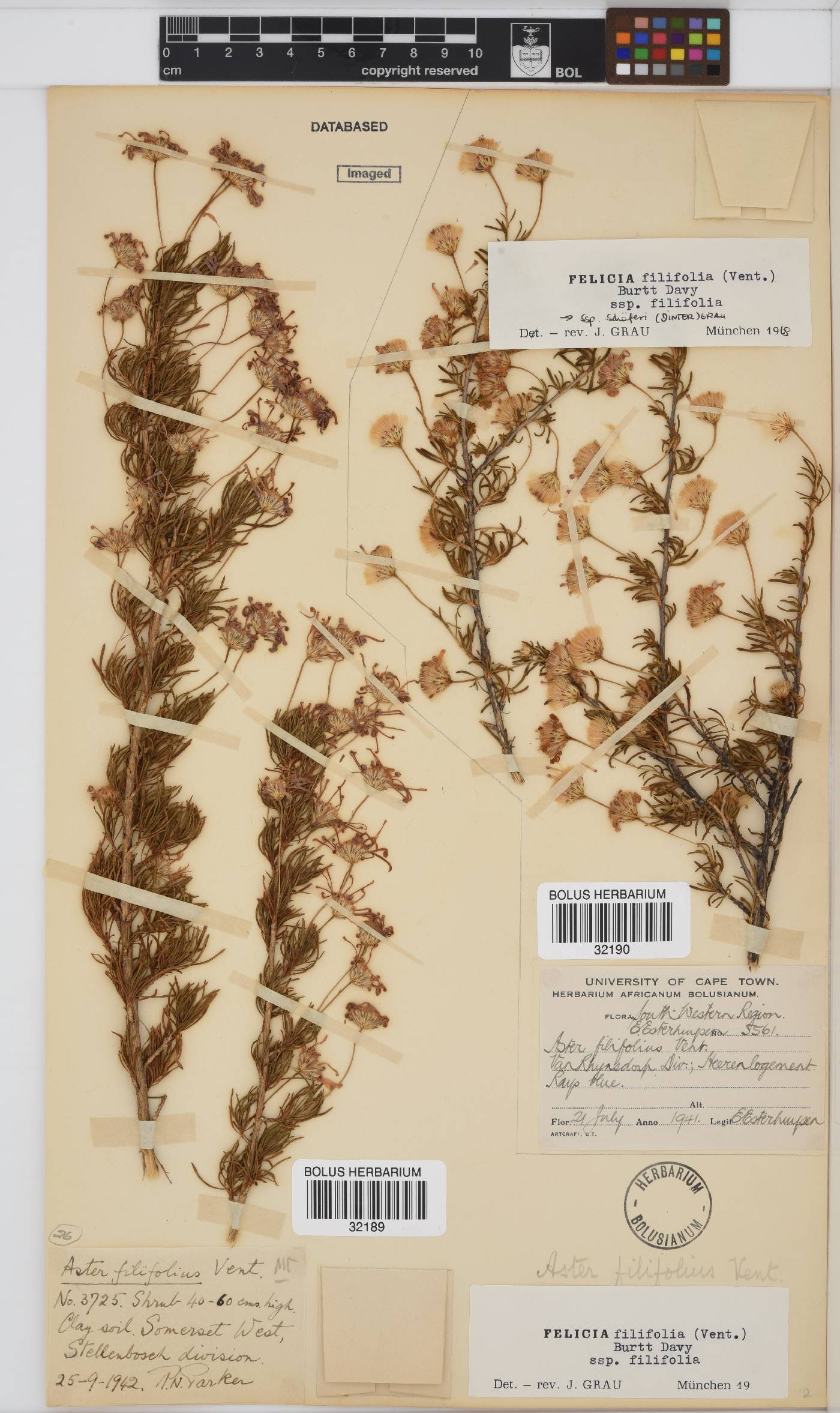 Felicia filifolia image